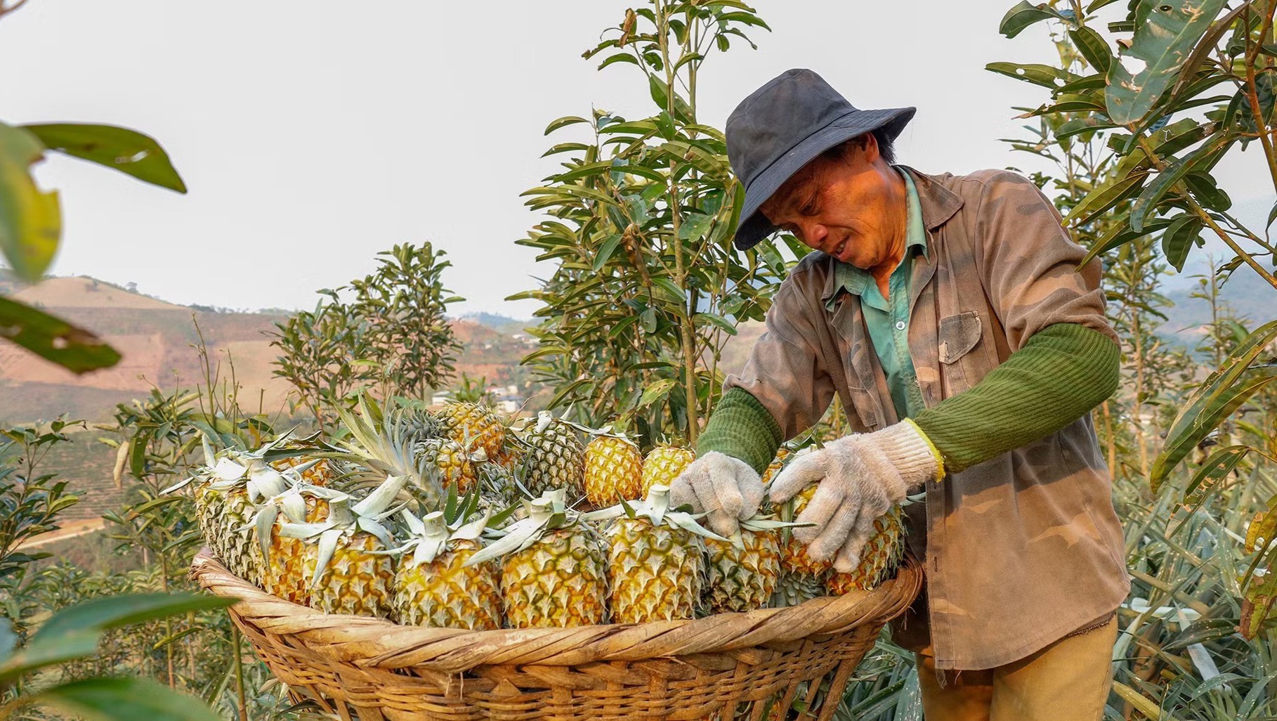 Dứa Bản Lầu - Trái ngọt vùng biên!